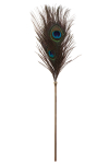 Plumeau � caresses Peacock Tickler - Taboom